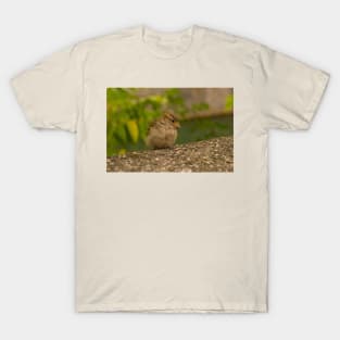 House Sparrow in Ljubljana, Slovenia T-Shirt